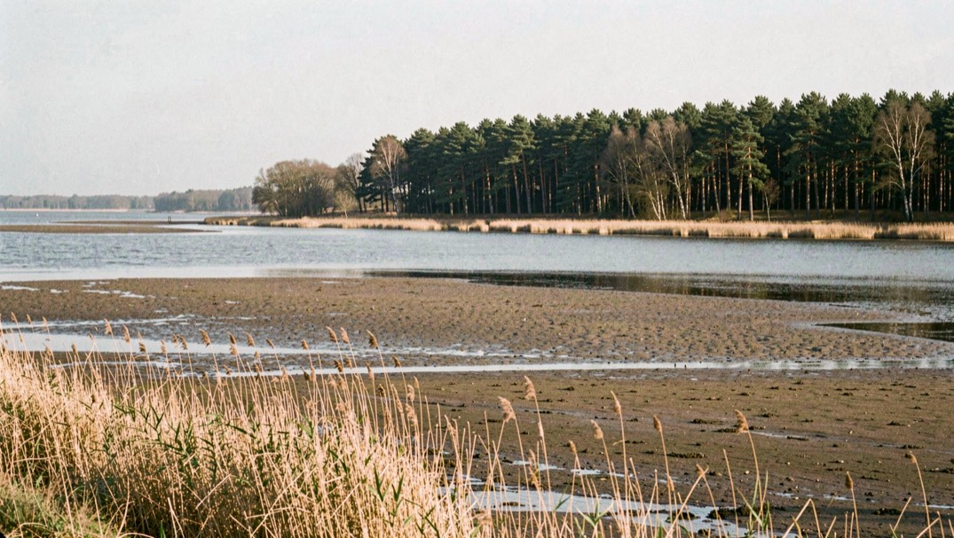 Large estuaire vu depuis une rive basse, vasières et roselières au premier plan, boisement sombre de chênes verts sur la rive opposée