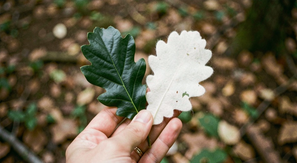 Main tenant deux feuilles de chêne vert retournées côte à côte, une face vert sombre luisante et une face inférieure blanchâtre feutrée